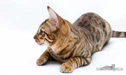 braun rosetted Bengal